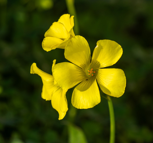 Bermuda buttercup