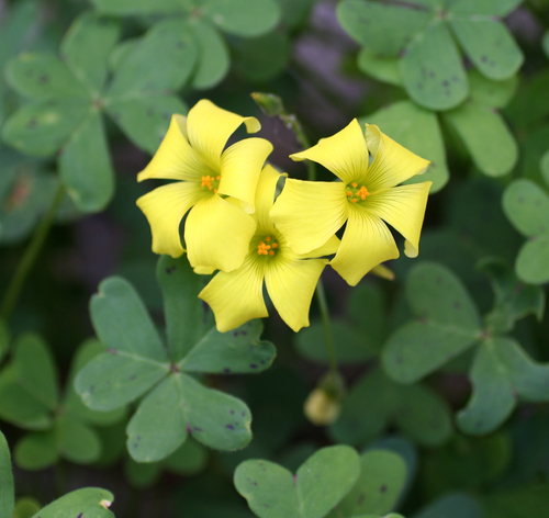 Bermuda buttercup