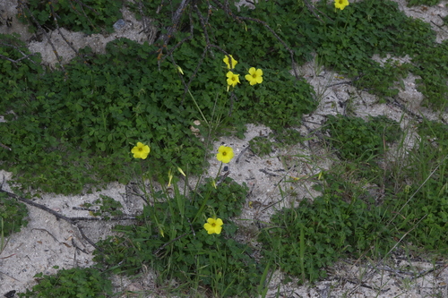 Bermuda buttercup