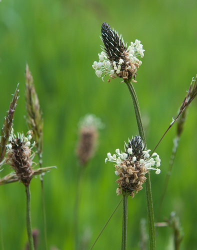 ribwort plantain