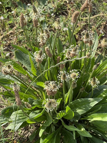 ribwort plantain