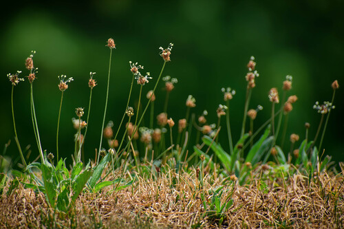 ribwort plantain