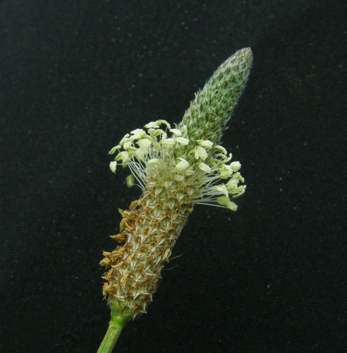 ribwort plantain
