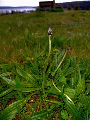 ribwort plantain