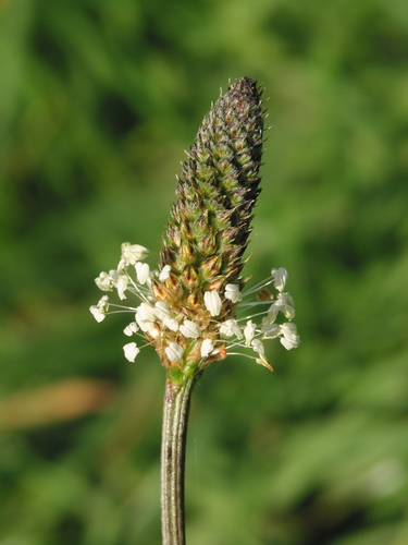 ribwort plantain