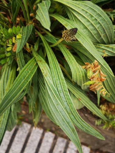 ribwort plantain