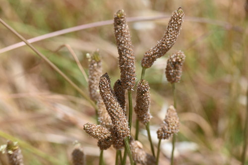 ribwort plantain