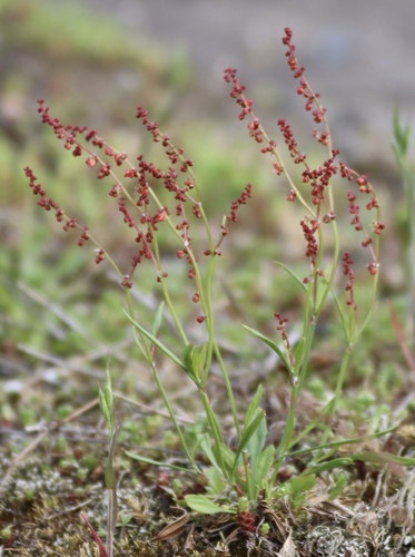 Sheep's sorrel