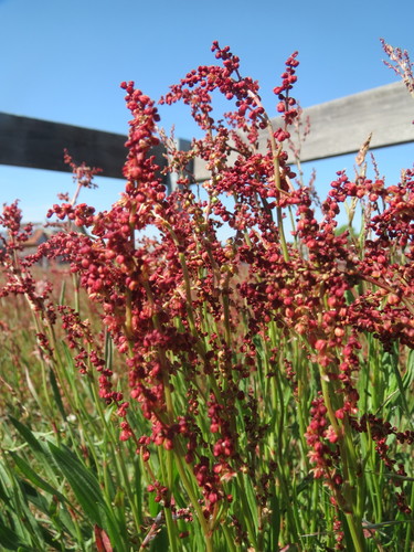 Sheep's sorrel