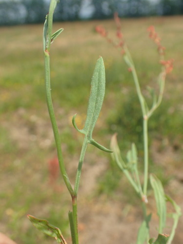 Sheep's sorrel