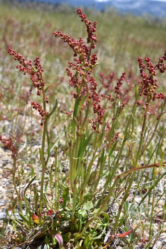 Sheep's sorrel