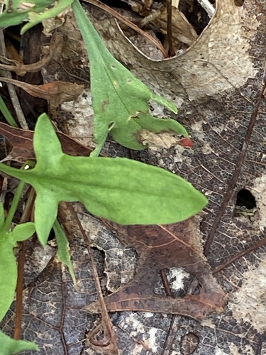 Sheep's sorrel