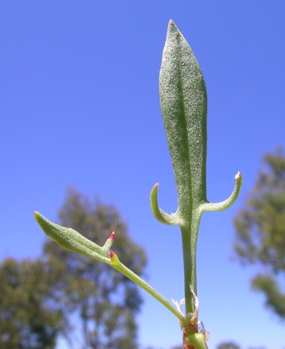 Sheep's sorrel