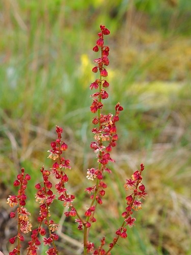 Sheep's sorrel
