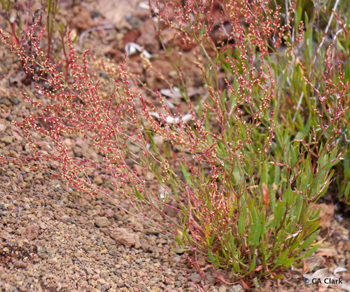 Sheep's sorrel