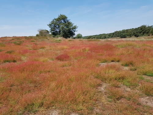 Sheep's sorrel