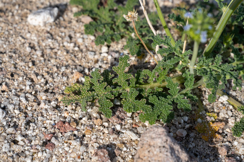 Chia