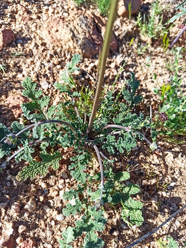 Chia