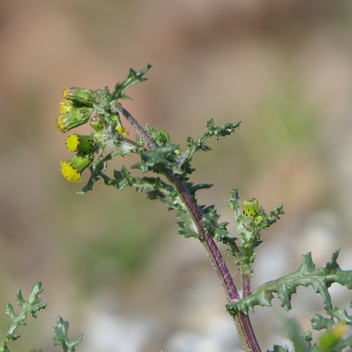 common groundsel