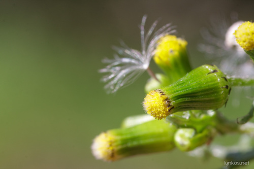 common groundsel