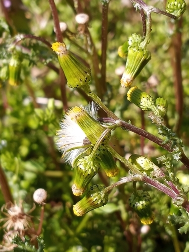 common groundsel