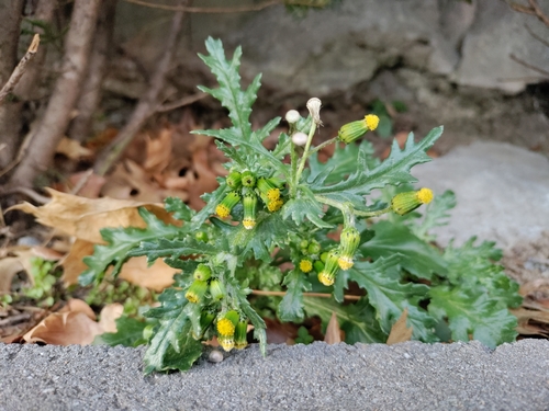 common groundsel