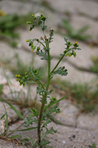 common groundsel