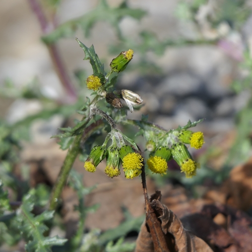 common groundsel