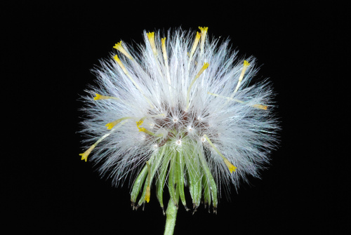 common groundsel