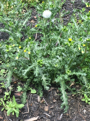 common groundsel