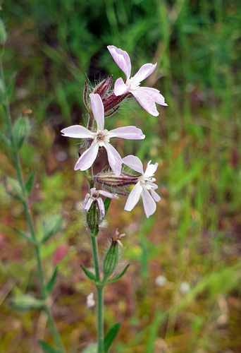 Small-flowered Catchfly