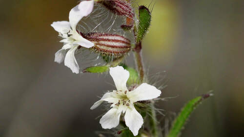Small-flowered Catchfly