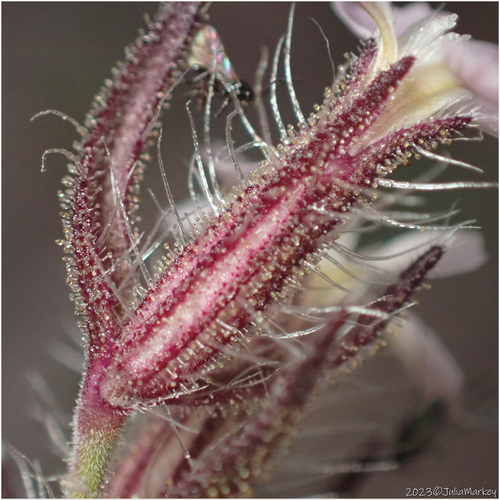Small-flowered Catchfly