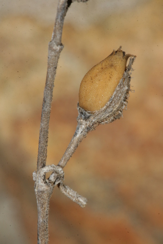 Small-flowered Catchfly