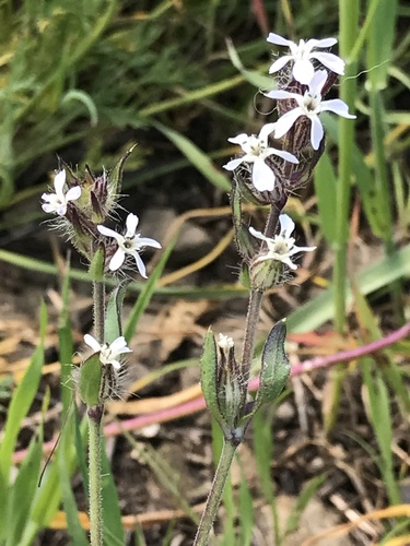 Small-flowered Catchfly