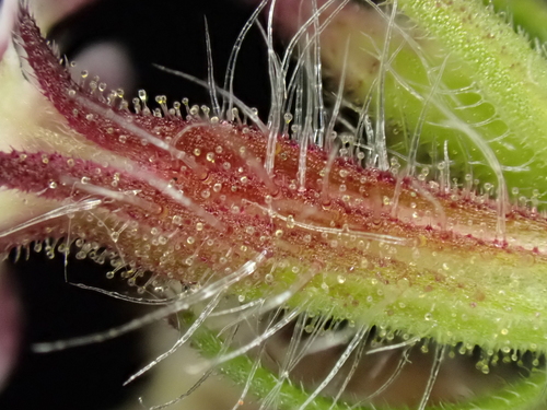 Small-flowered Catchfly