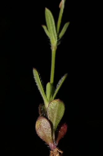 Small-flowered Catchfly