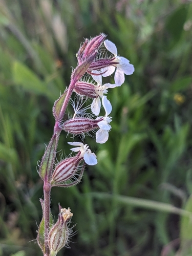 Small-flowered Catchfly