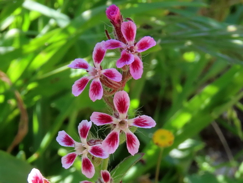 Small-flowered Catchfly