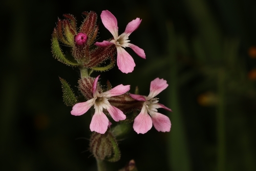 Small-flowered Catchfly