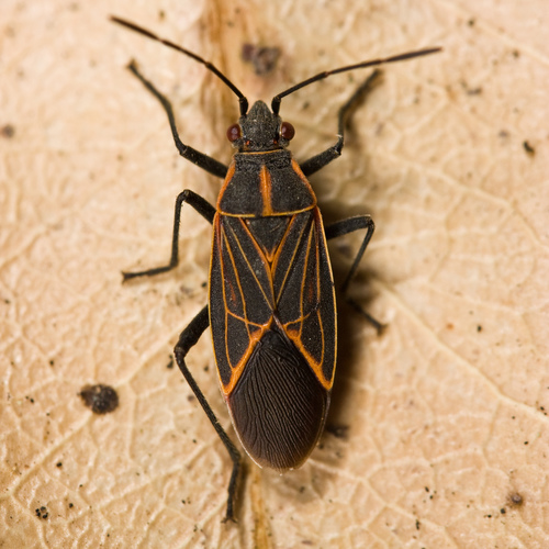 Western Boxelder Bug