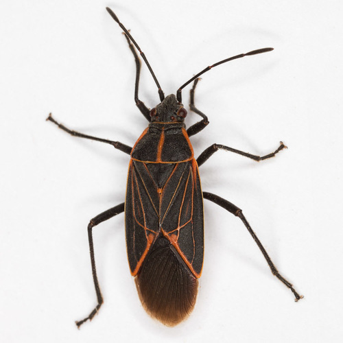 Western Boxelder Bug