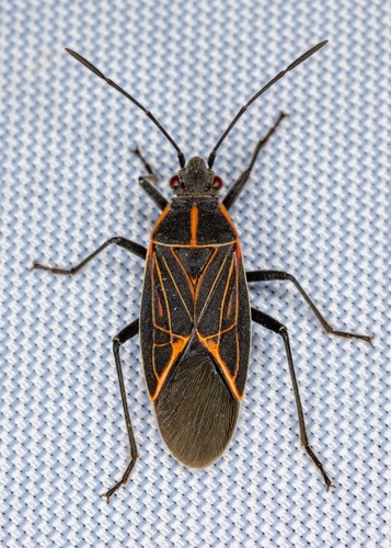 Western Boxelder Bug