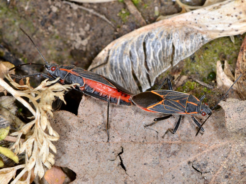 Western Boxelder Bug