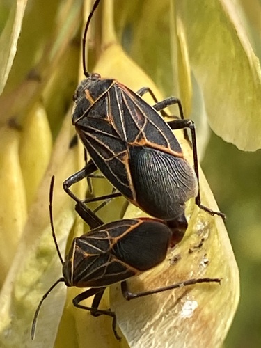 Western Boxelder Bug