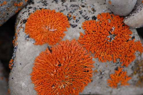 Elegant Sunburst Lichen