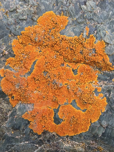 Elegant Sunburst Lichen