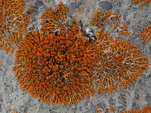 Elegant Sunburst Lichen
