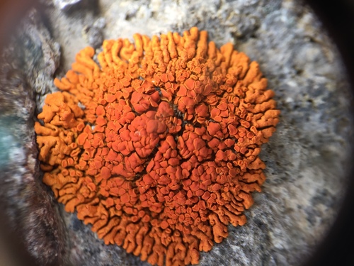 Elegant Sunburst Lichen