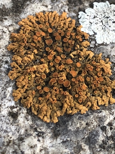Elegant Sunburst Lichen